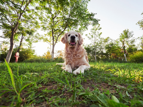 金毛巡回猎犬