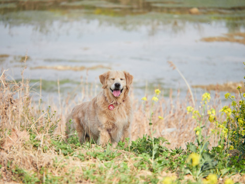 金毛巡回猎犬