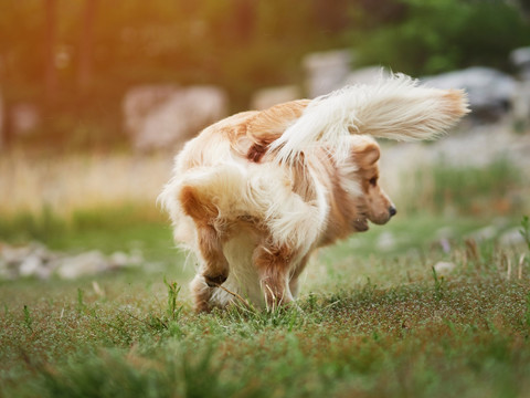 金毛巡回猎犬