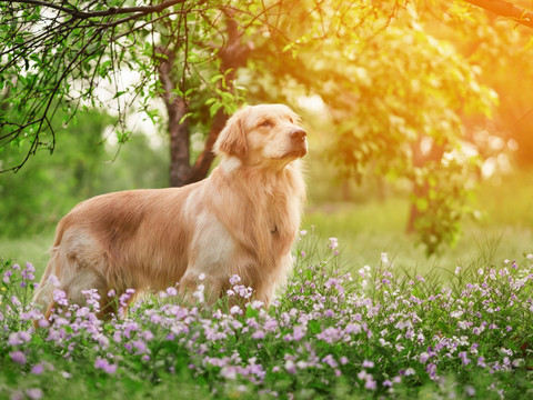 金毛巡回猎犬