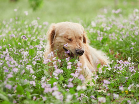 金毛巡回猎犬