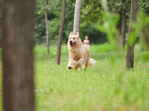 金毛巡回猎犬