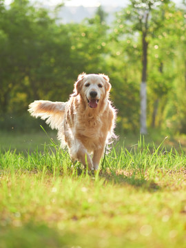 金毛巡回猎犬