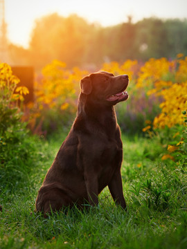 拉布拉多巡回猎犬