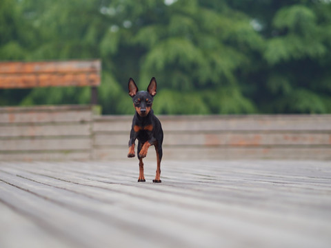 鹿犬