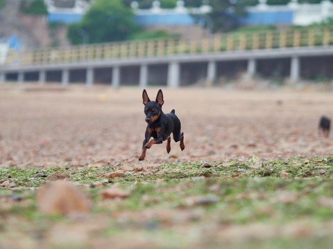 鹿犬