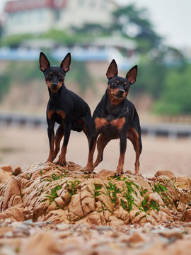 鹿犬