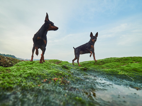 鹿犬