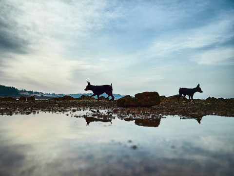 鹿犬