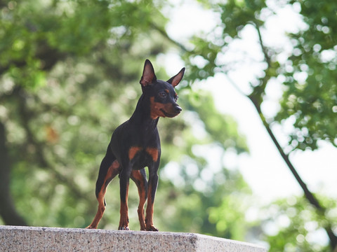 鹿犬