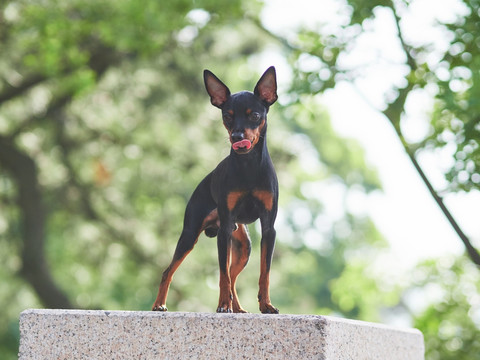 鹿犬