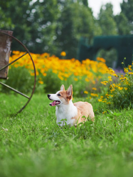 彭布罗克威尔士柯基犬