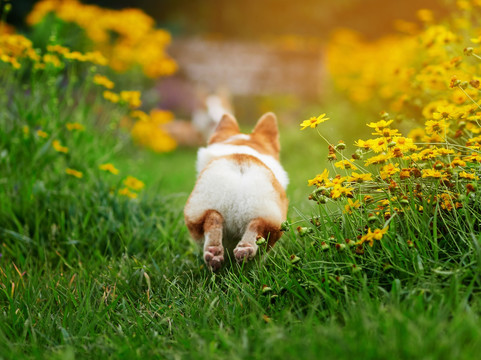 彭布罗克威尔士柯基犬