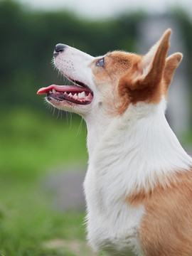 彭布罗克威尔士柯基犬