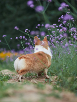 彭布罗克威尔士柯基犬