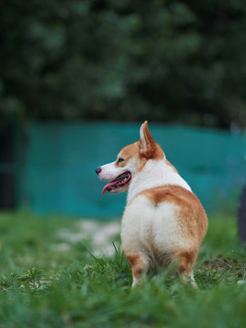 彭布罗克威尔士柯基犬