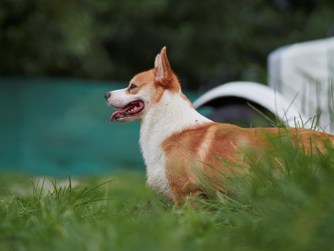 彭布罗克威尔士柯基犬