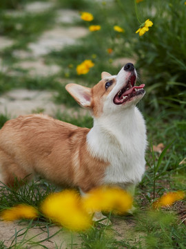 彭布罗克威尔士柯基犬