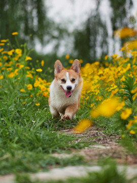 彭布罗克威尔士柯基犬