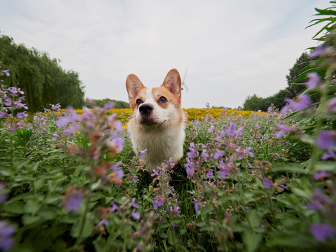 彭布罗克威尔士柯基犬