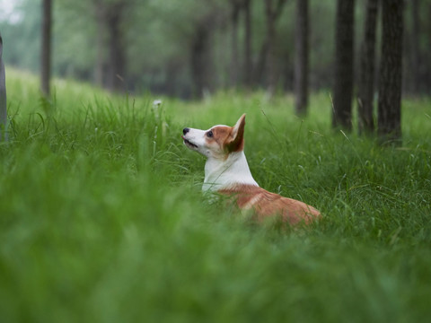 彭布罗克威尔士柯基犬