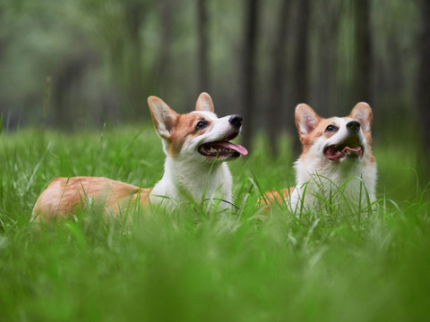 彭布罗克威尔士柯基犬