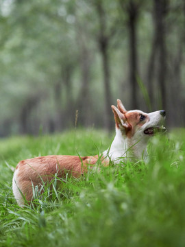 彭布罗克威尔士柯基犬