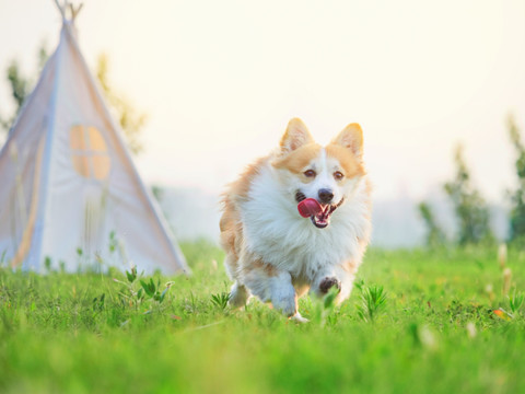 彭布罗克威尔士柯基犬