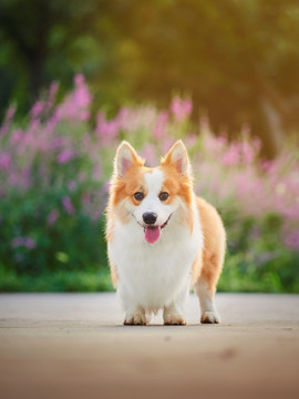 彭布罗克威尔士柯基犬