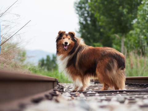 苏格兰牧羊犬