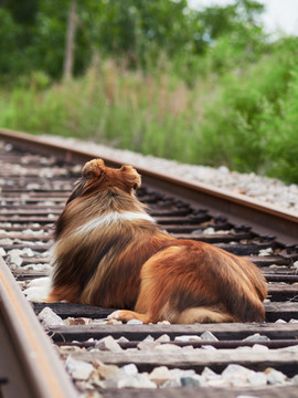 苏格兰牧羊犬