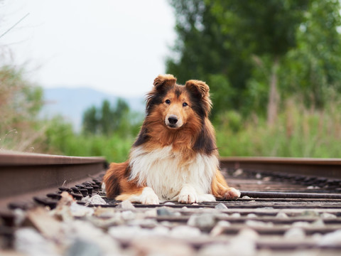 苏格兰牧羊犬