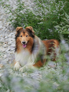 苏格兰牧羊犬