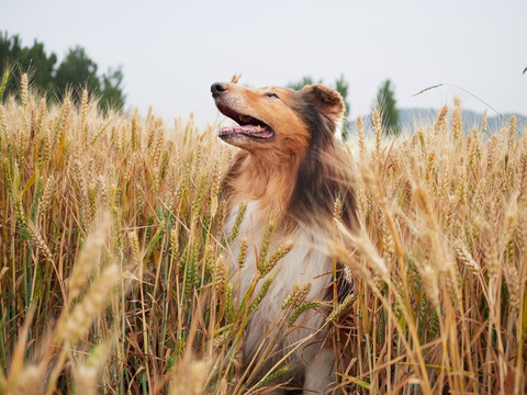 苏格兰牧羊犬