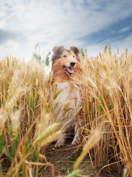 苏格兰牧羊犬