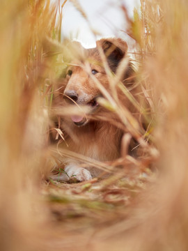 苏格兰牧羊犬