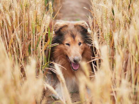 苏格兰牧羊犬