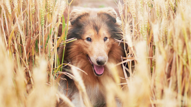 苏格兰牧羊犬