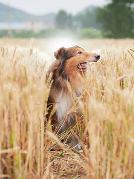 苏格兰牧羊犬