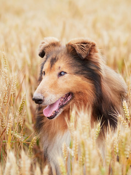 苏格兰牧羊犬