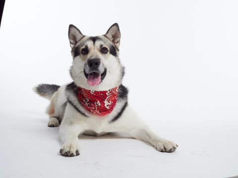 西伯利亚哈士奇雪橇犬