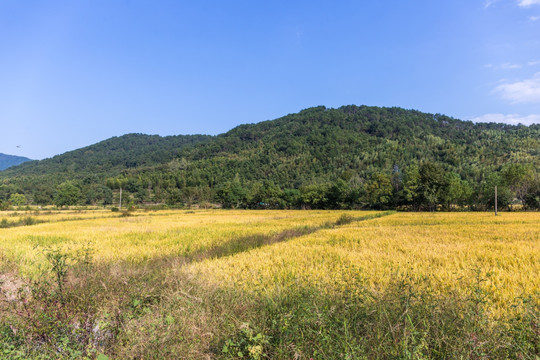 田野风光