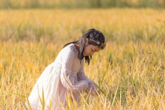 金色田野和女孩