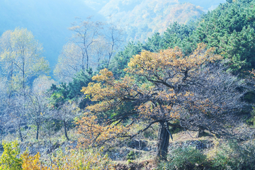 太行山山楂树