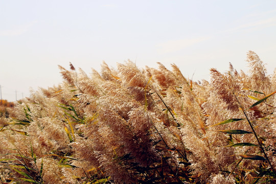 沙漠里的芦苇草