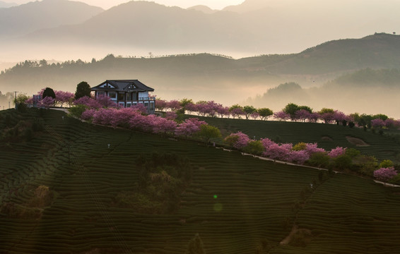 永福樱花园