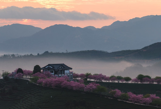 茶生产基地