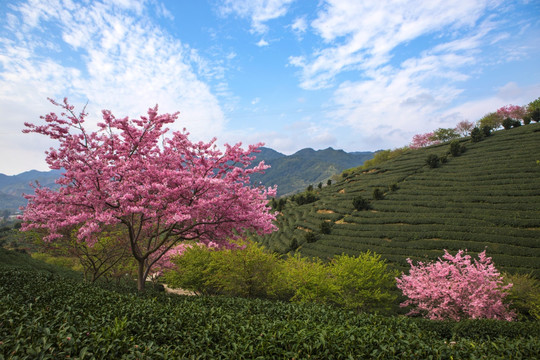 永福樱花园