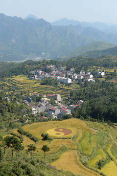 茗岙稻田