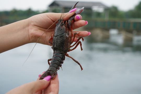 小龙虾